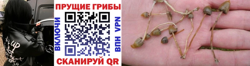 купить наркотик  Тула  Галлюциногенные грибы Psilocybe 